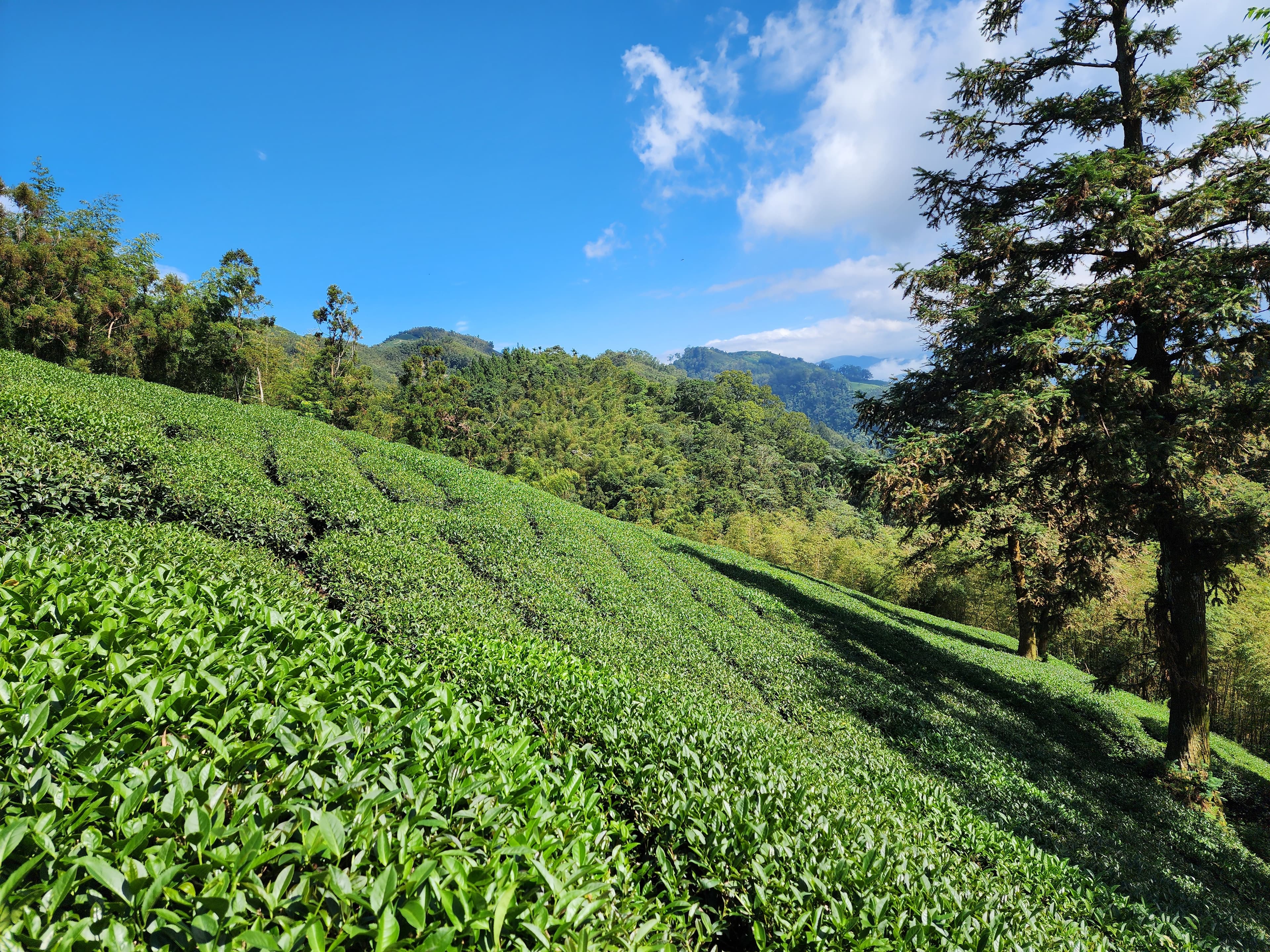 嘉義梅山高山茶園全景
