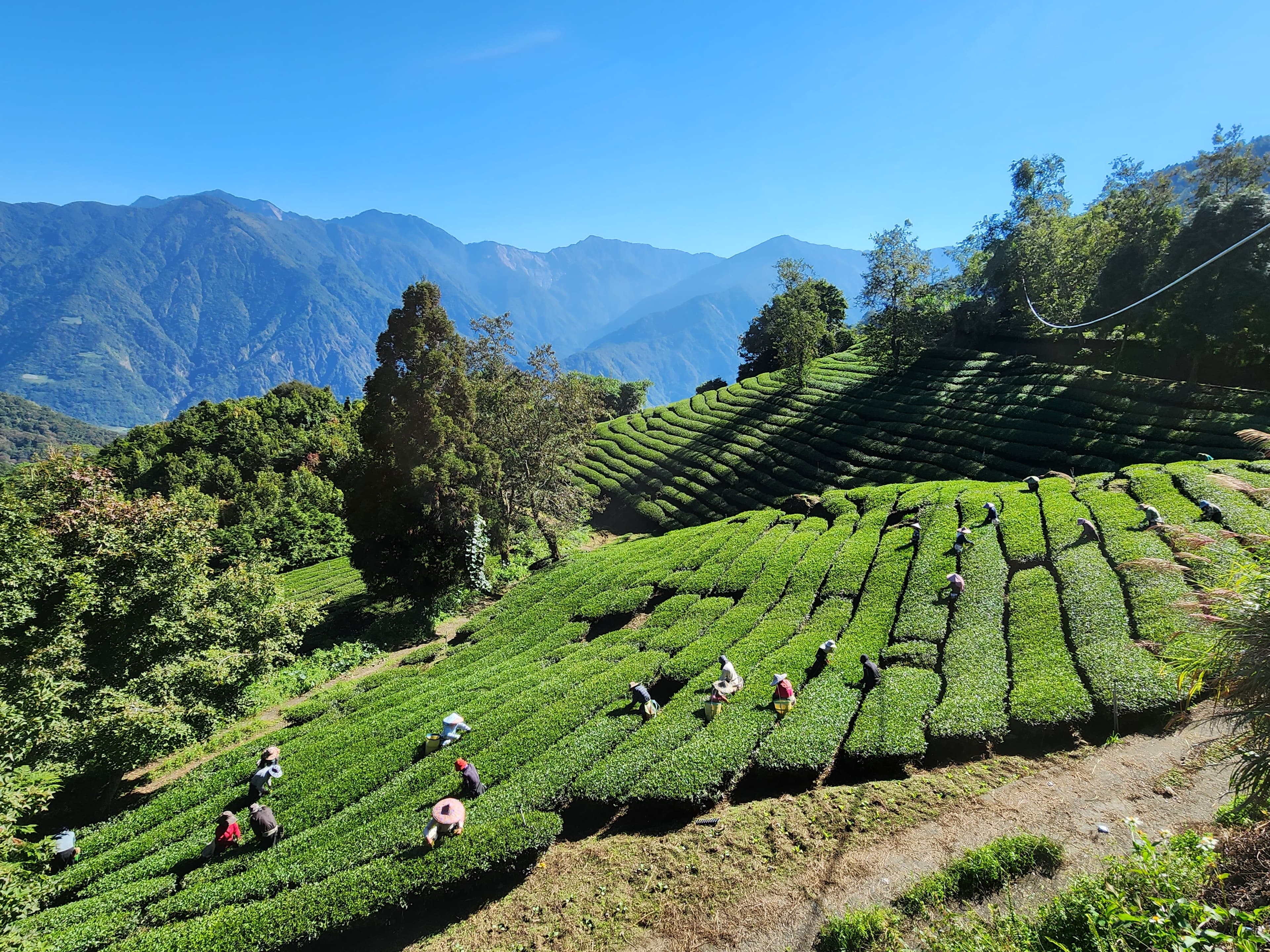 清晨手工採摘茶葉