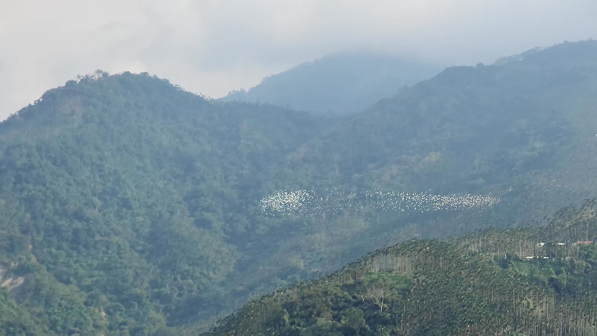 黃頭鷺群被溪谷地形帶著走,拉成一條長帶橫越山谷